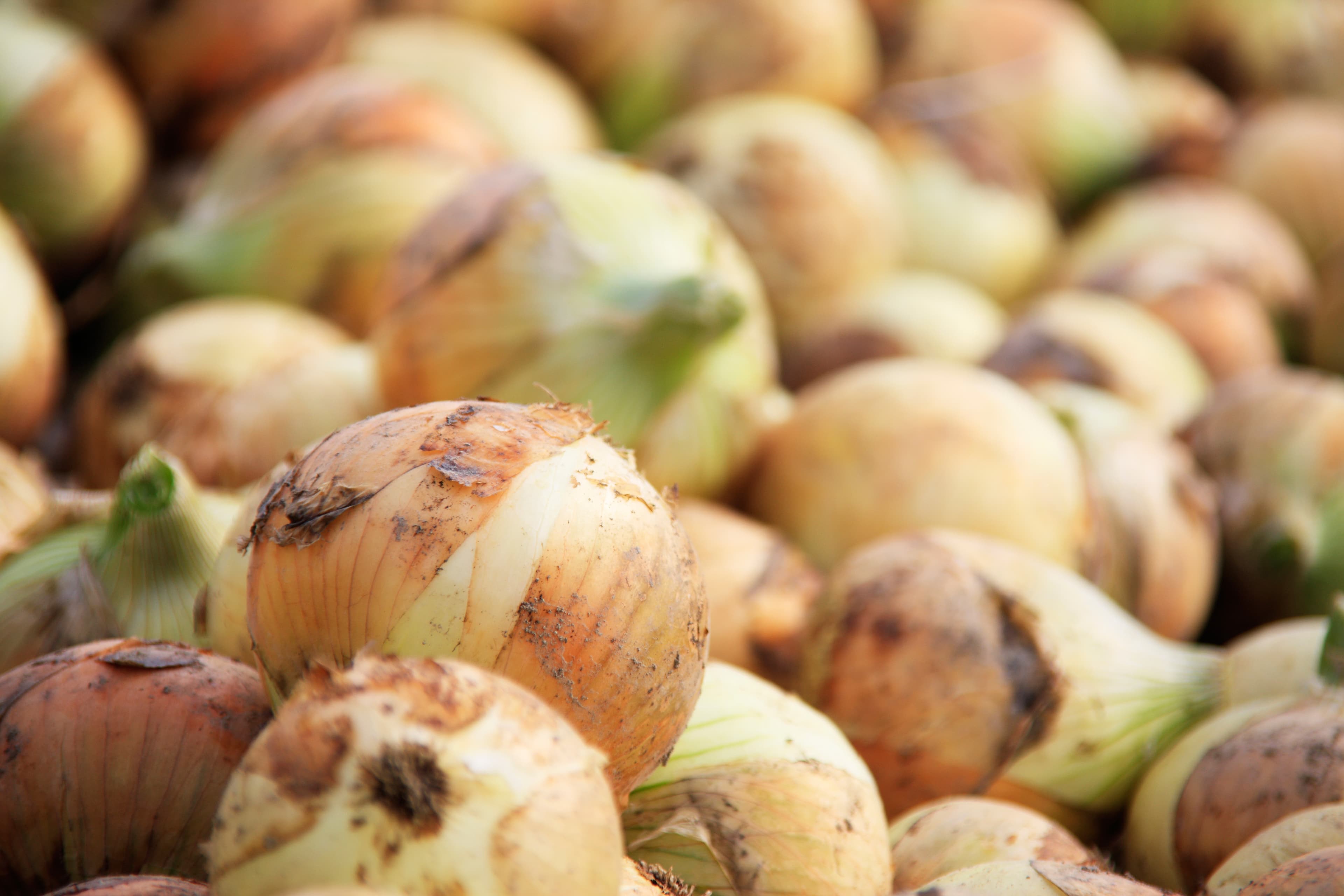 淡路島の野菜特徴